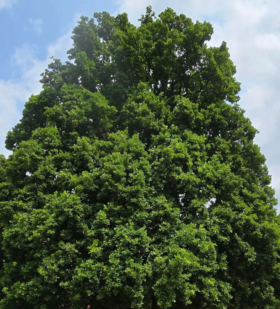eiche natur baum grün im sommer nachhaltig wachsend